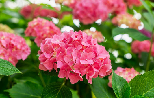 Hortensie mică albastră/roz - Hydrangea macrophylla Little Blue/Pink