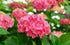 Hortensie Mică Albastră/Roz - Hydrangea Macrophylla Little Blue/Pink