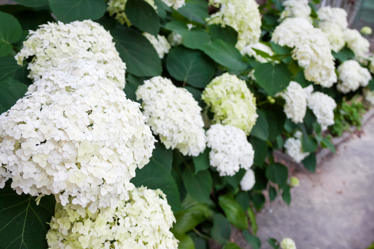 Hortensia 'Annabelle' - Hydrangea arborescens Annabelle