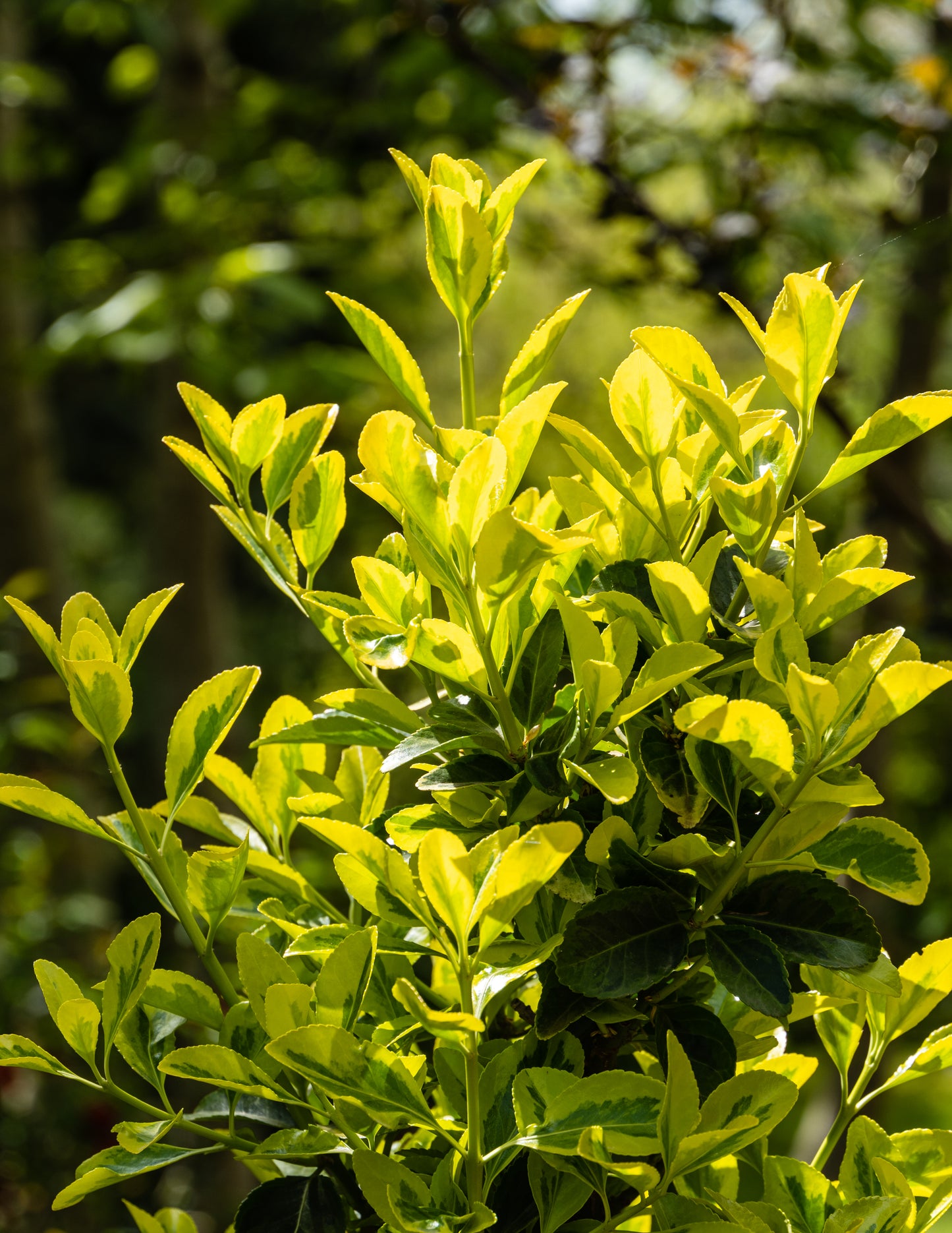 Salbă japoneză - Euonymus japonicus 'Aureomarginata'