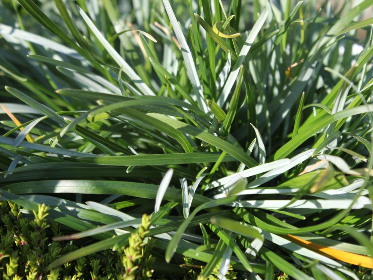 Iarba albastră de munte - Sesleria caerulea - DocaPerene