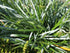 Iarba albastră de munte - Sesleria caerulea - DocaPerene
