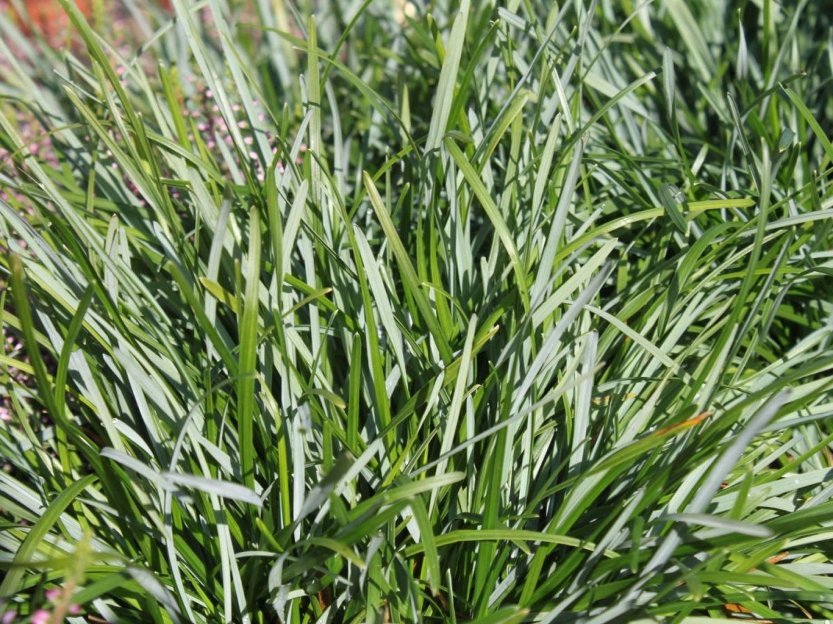 Iarba albastră de munte - Sesleria caerulea - DocaPerene