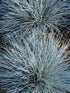 Iarba albastră - Festuca glauca 'Elijah Blue' - DocaPerene
