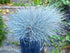 Iarba albastră - Festuca valesiaca 'Buddy Blue' - DocaPerene