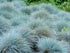 Iarba albastră - Festuca valesiaca 'Buddy Blue' - DocaPerene