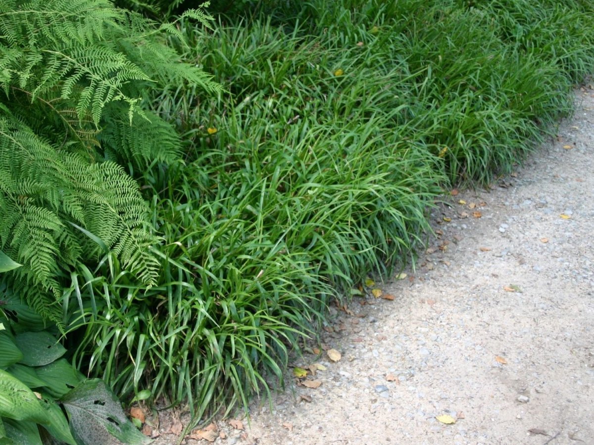 Iarbă de pădure - Luzula sylvatica Starmarker - DocaPerene