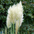 Iarba de pampas alb - Cortaderia selloana White Feather - DocaPerene