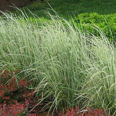 Iarbă de pene - Calamagrostis x acutiflora 'Overdam' - DocaPerene