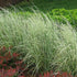 Iarbă de pene - Calamagrostis x acutiflora 'Overdam' - DocaPerene