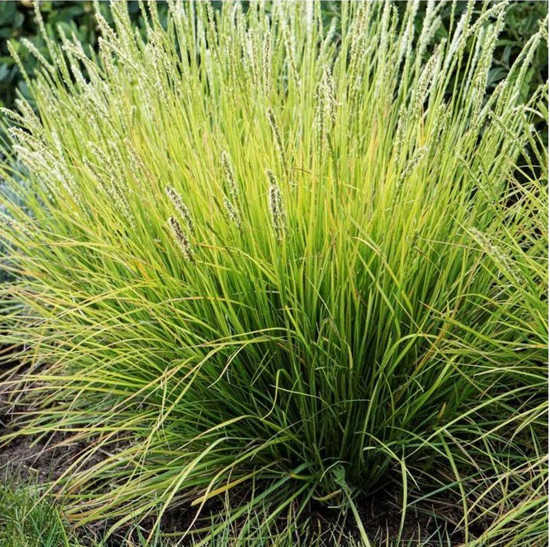 Iarba de toamnă - Sesleria autumnalis - DocaPerene