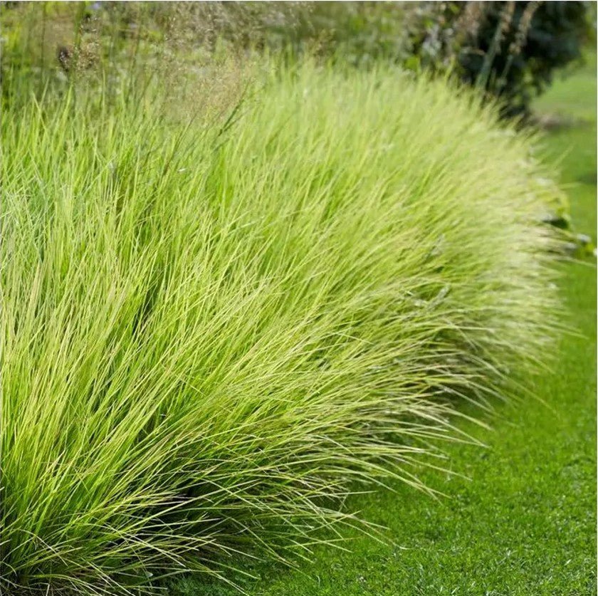 Iarba de toamnă - Sesleria autumnalis - DocaPerene