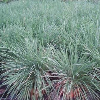 Iarba decorativă albastră - Koeleria glauca - DocaPerene