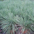 Iarba decorativă albastră - Koeleria glauca - DocaPerene