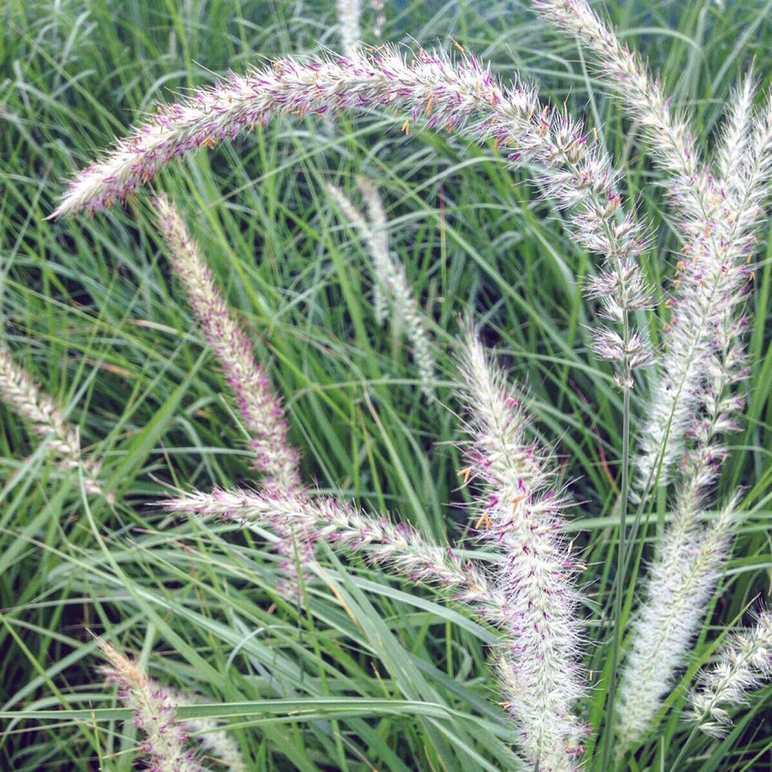 Iarbă Decorativă ‘Fairy Tails’ - Pennisetum Alopecuroides ‘Fairy Tails’ - DocaPerene