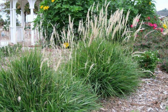 Iarbă Decorativă ‘Fairy Tails’ - Pennisetum Alopecuroides ‘Fairy Tails’ - DocaPerene
