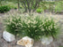 Iarbă Decorativă Hameln - Pennisetum Alopecuroides 'Hameln' - DocaPerene