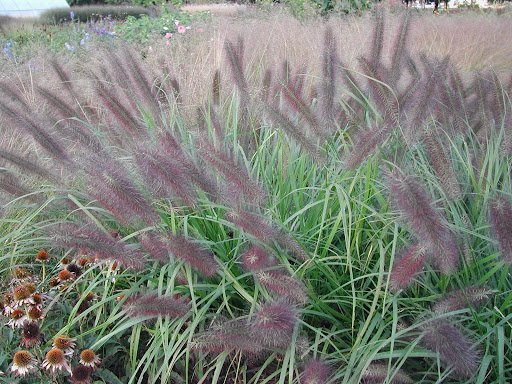 Iarbă Decorativă 'Red Head' - Pennisetum Alopecuroides 'Red Head' - DocaPerene