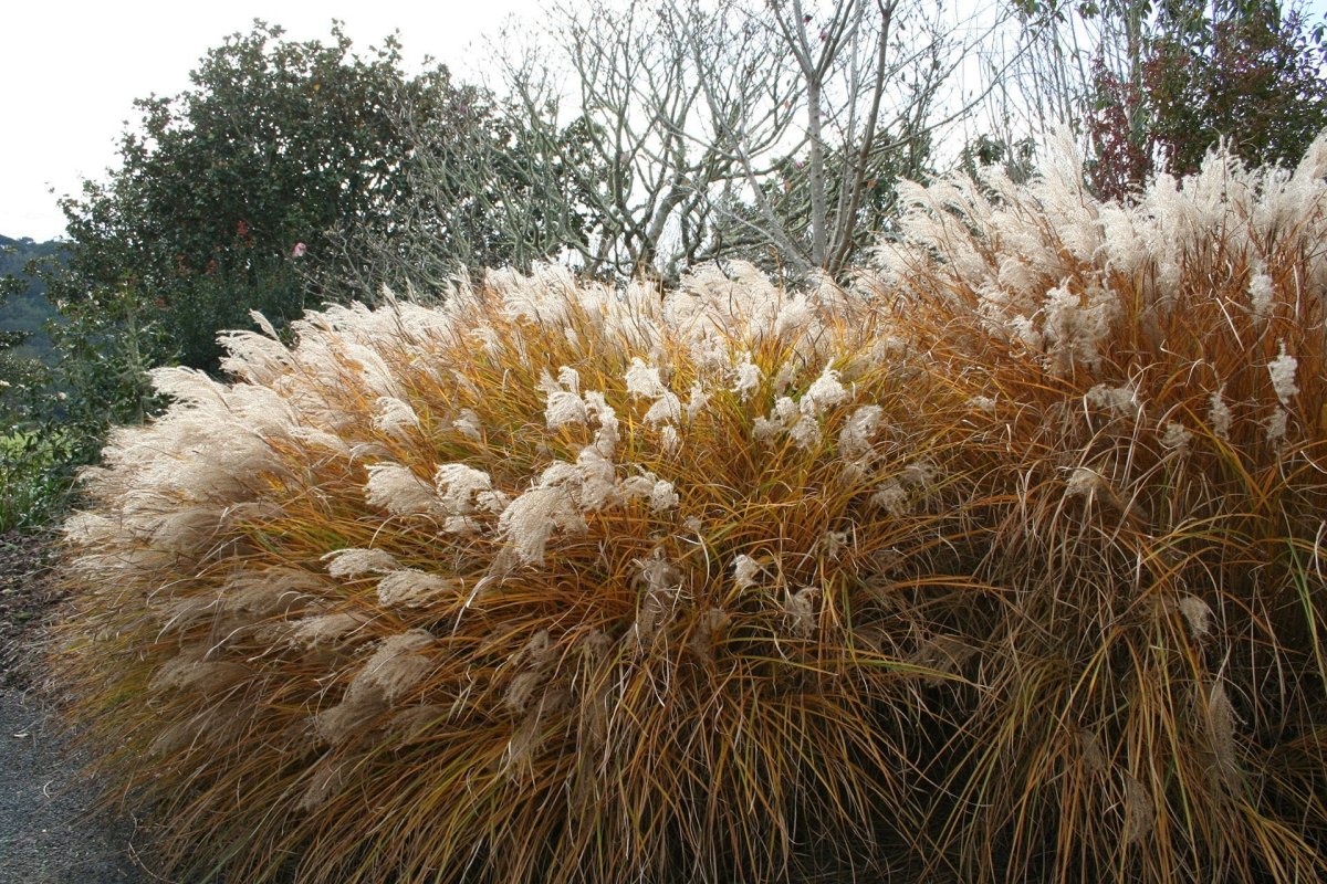Iarba elefantului - Miscanthus sinensis - DocaPerene