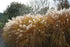 Iarba elefantului - Miscanthus sinensis - DocaPerene