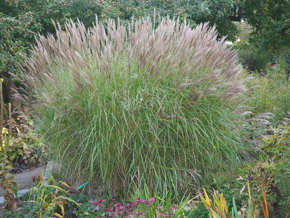 Iarba elefantului - Miscanthus sinensis - DocaPerene
