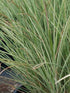 Iarba elefantului - Miscanthus sinensis 'Morning Light' - DocaPerene