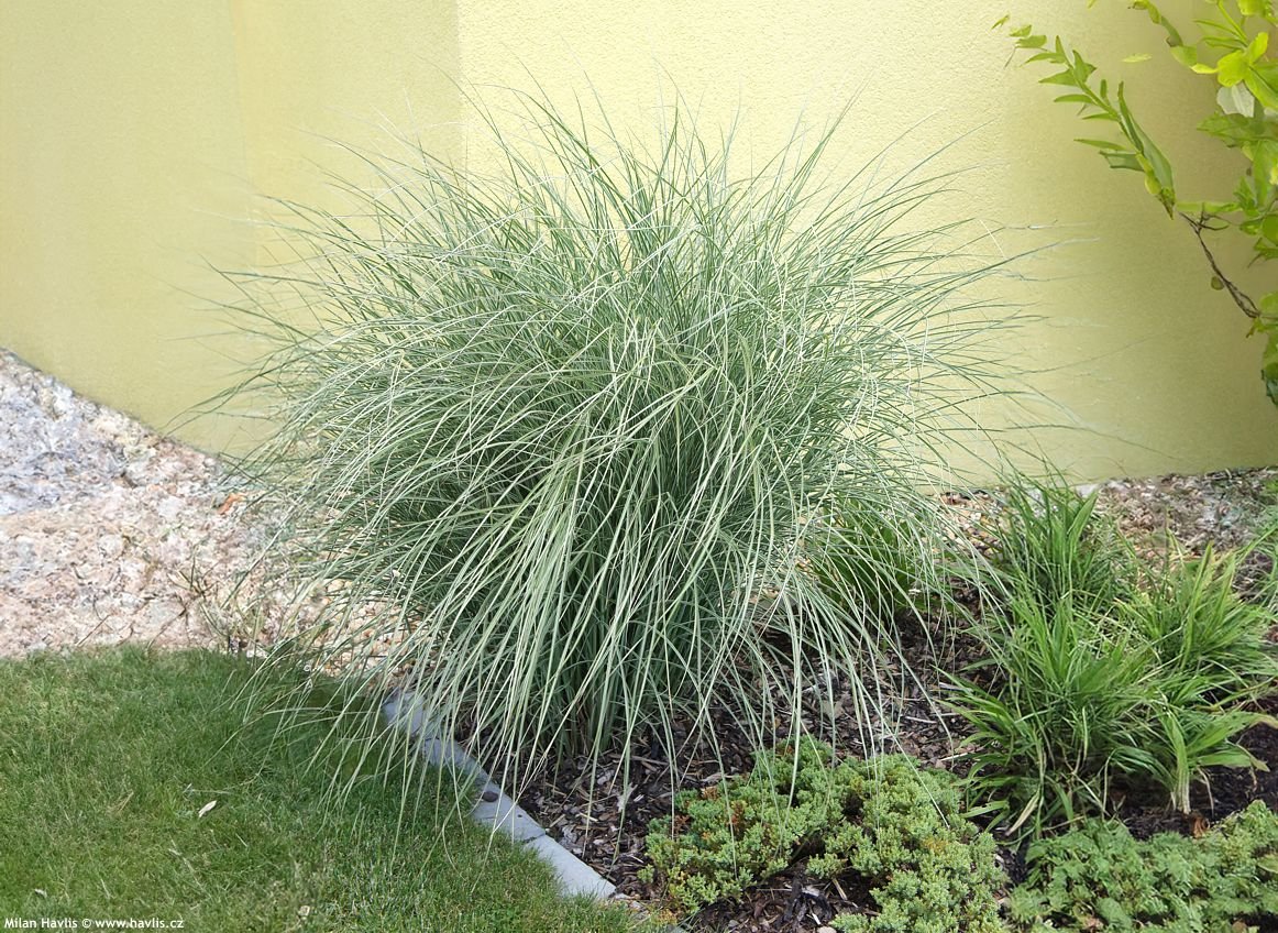 Iarba elefantului - Miscanthus sinensis Morning Light - DocaPerene