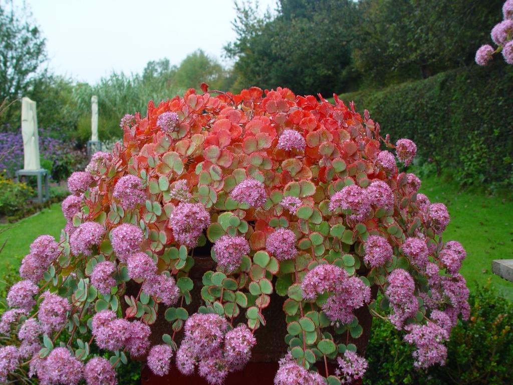 Iarba grasă de octombrie - Sedum sieboldii - DocaPerene