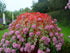 Iarba grasă de octombrie - Sedum sieboldii - DocaPerene