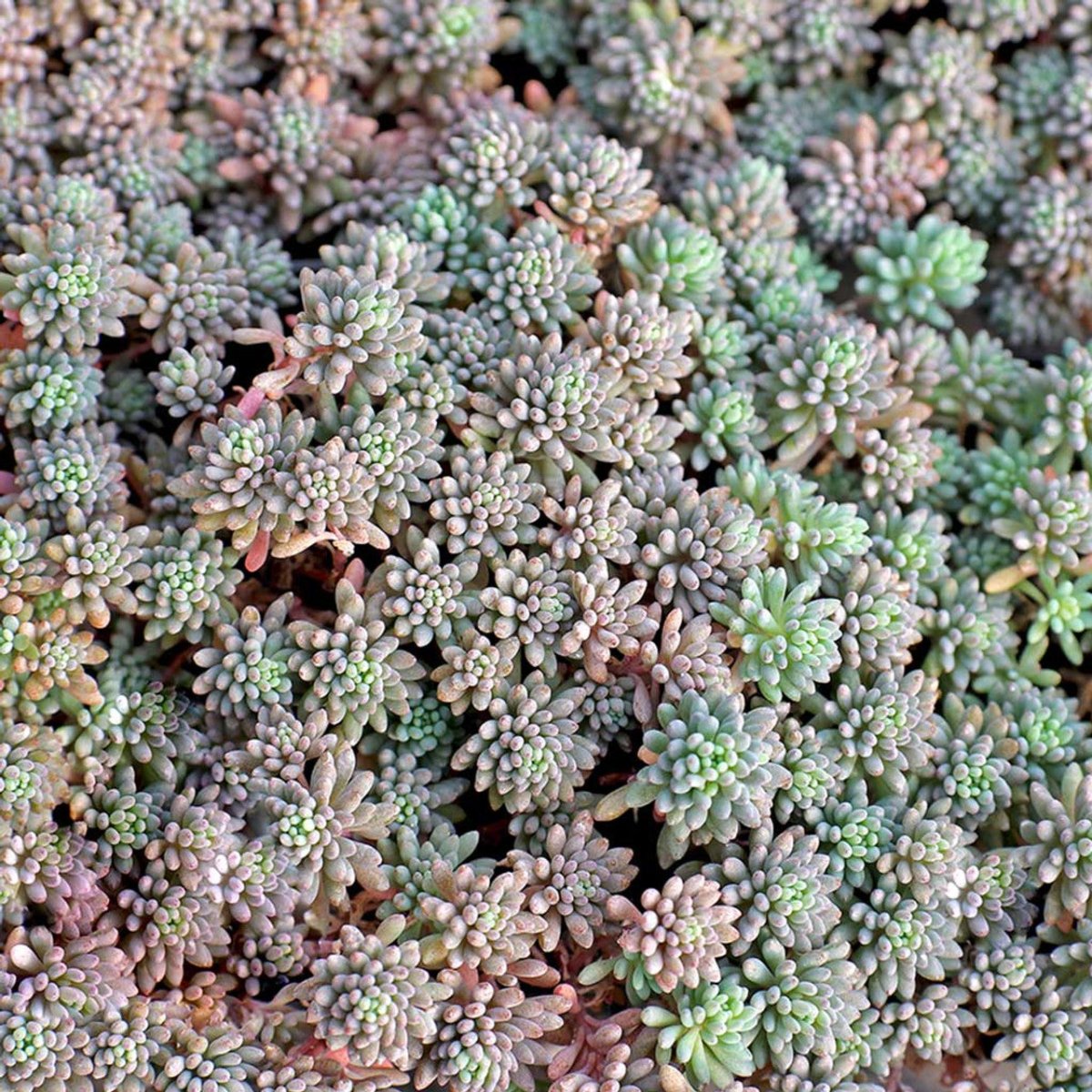Iarba grasă pitică - Sedum hyspanicum Blue Carpet - DocaPerene