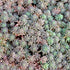 Iarba grasă pitică - Sedum hyspanicum Blue Carpet - DocaPerene