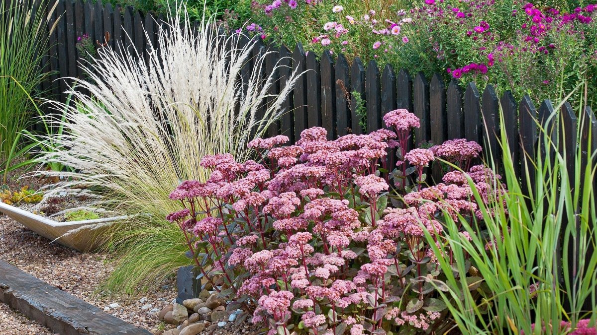 Iarba grasă roșie - Sedum telephium Matrona - DocaPerene