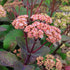 Iarba grasă roșie - Sedum telephium Matrona - DocaPerene
