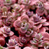 Iarba grasă - Sedum cauticola Sunsparkler Firecracker - DocaPerene