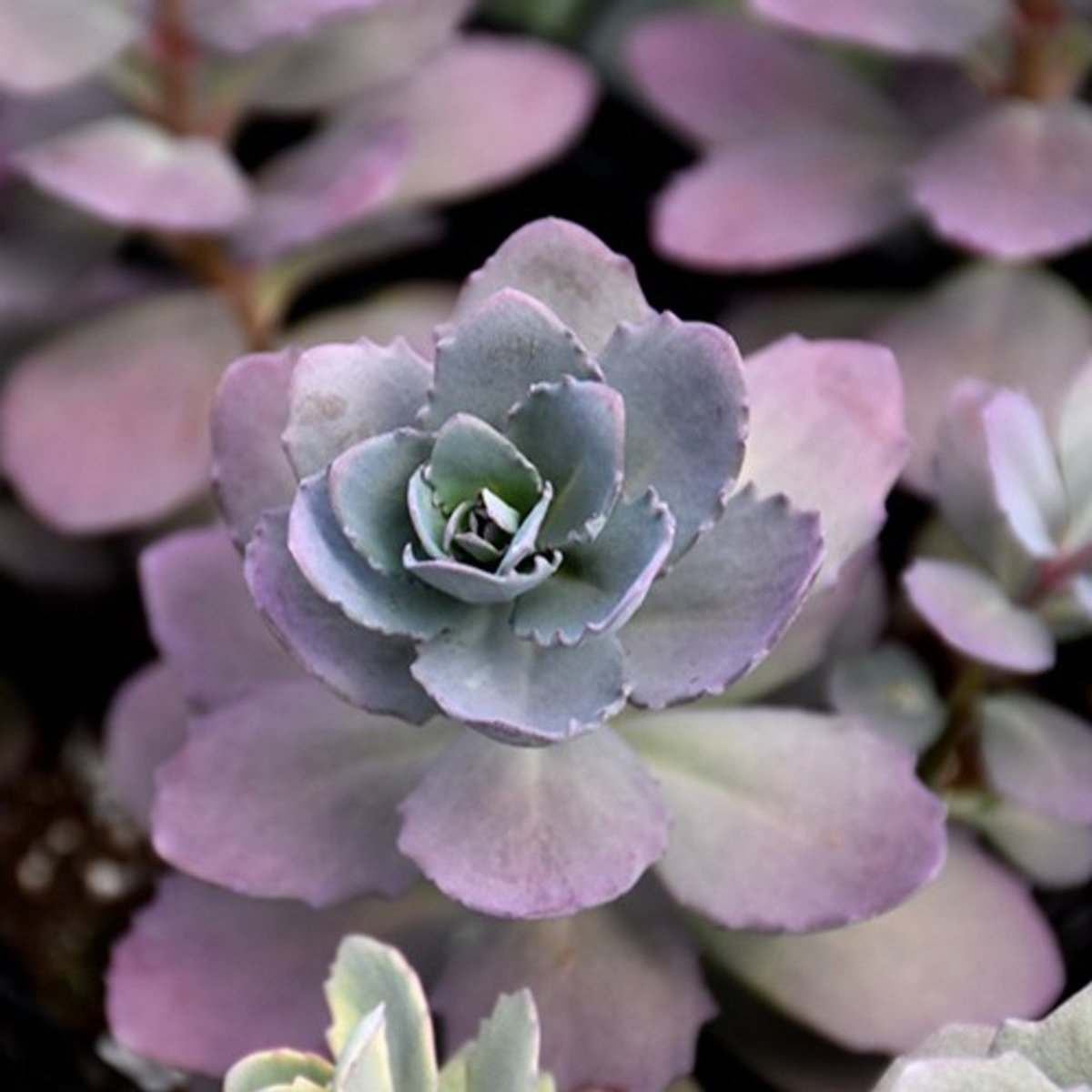 Iarba grasă - Sedum cauticola Sunsparkler Plum Dazzled - DocaPerene