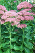 Iarba grasă - Sedum spectabile Brilliant - DocaPerene