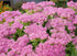 Iarba grasă - Sedum spectabile Brilliant - DocaPerene