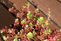 Iarba grasă - Sedum spurium 'Coccineum' - DocaPerene