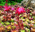Iarba grasă - Sedum spurium 'Coccineum' - DocaPerene