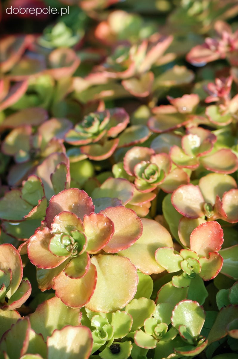 Iarba grasă - Sedum spurium 'Coccineum' - DocaPerene