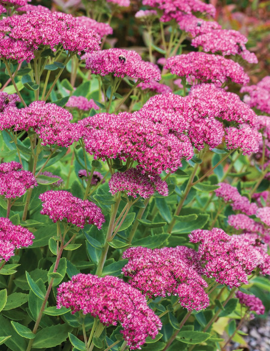 Iarba grasă - Sedum telephium Autumn Joy - DocaPerene