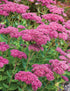 Iarba grasă - Sedum telephium Autumn Joy - DocaPerene
