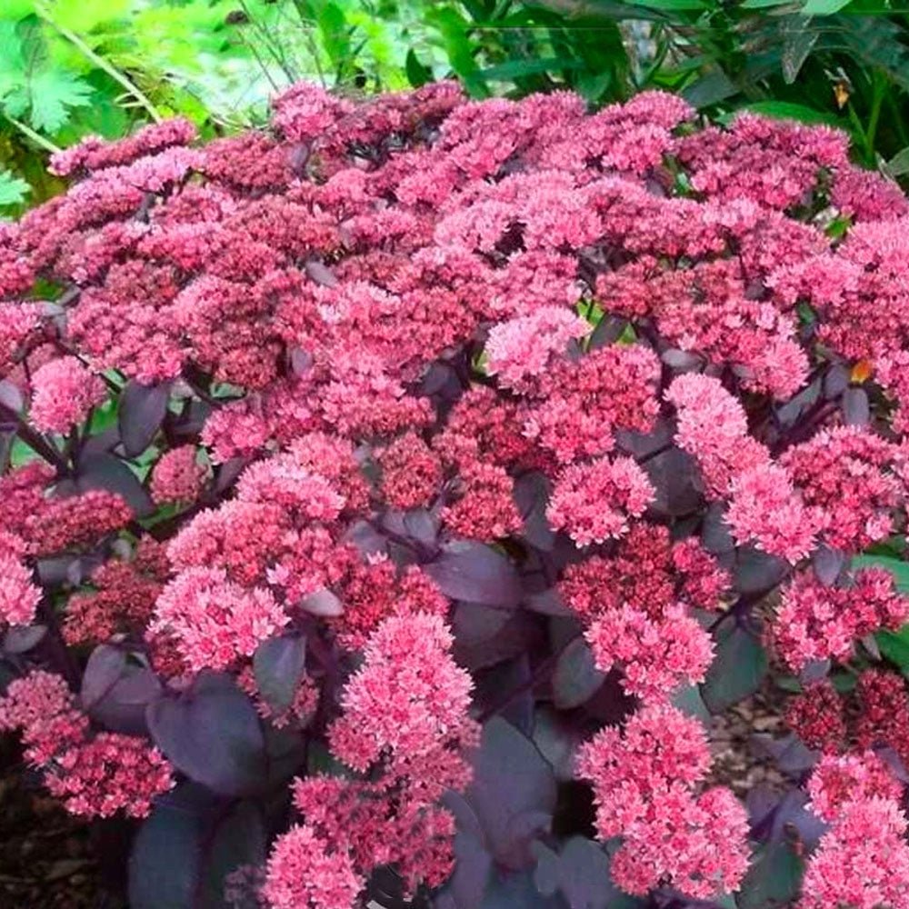 Iarba grasă - Sedum telephium Seduction Cherry Chocolate - DocaPerene
