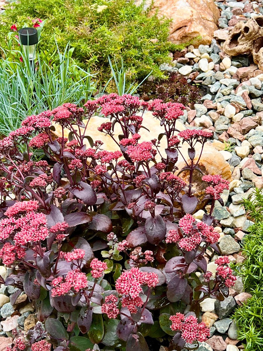 Iarba grasă - Sedum telephium Seduction Cherry Chocolate - DocaPerene