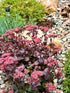 Iarba grasă - Sedum telephium Seduction Cherry Chocolate - DocaPerene