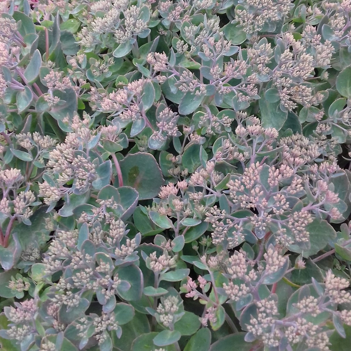 Iarba grasă - Sedum telephium Seduction Pink Passion - DocaPerene