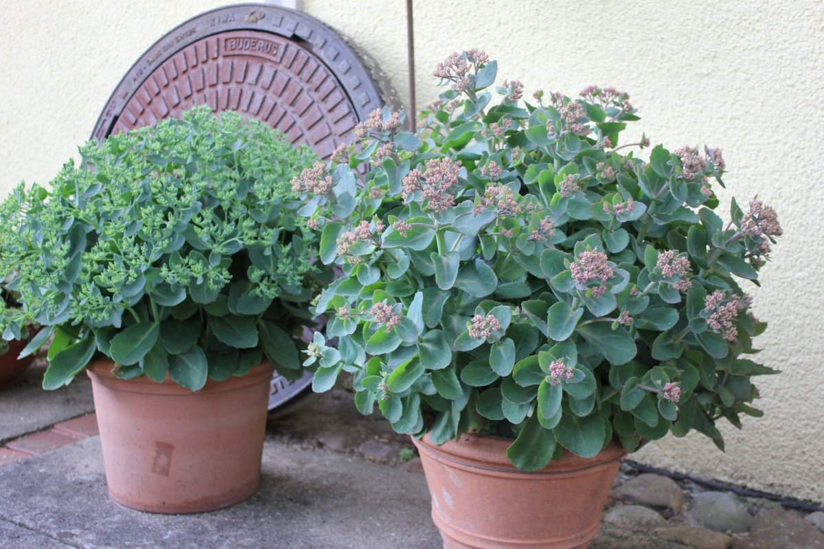 Iarba grasă - Sedum telephium Seduction Pink Passion - DocaPerene