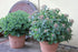 Iarba grasă - Sedum telephium Seduction Pink Passion - DocaPerene