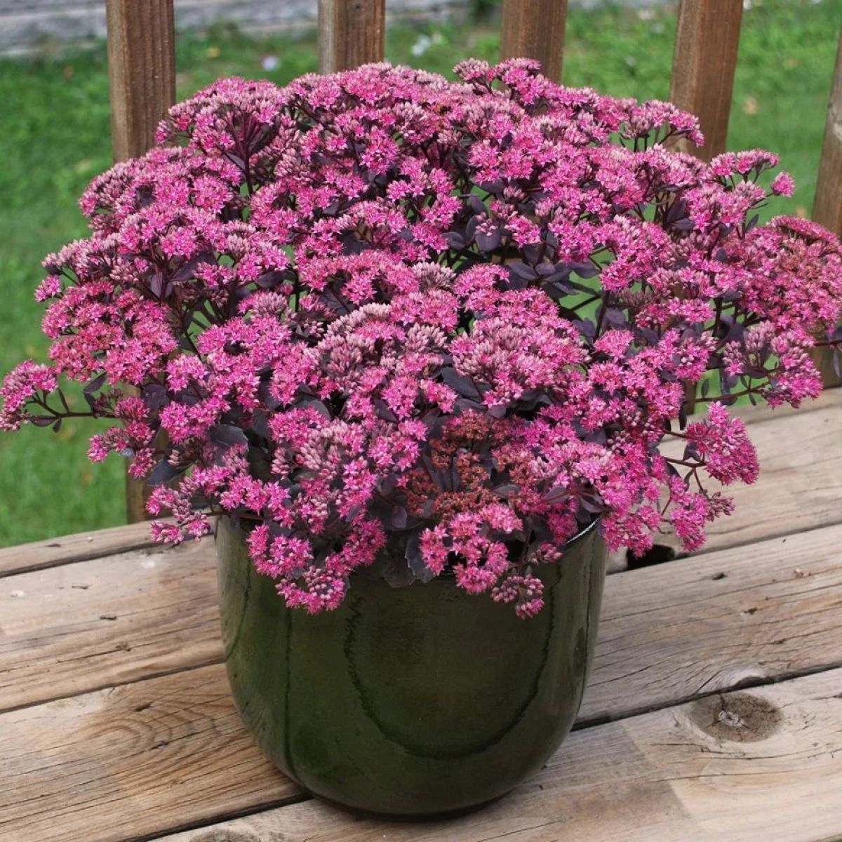 Iarba grasă - Sedum telephium Seduction Rose Soiree - DocaPerene