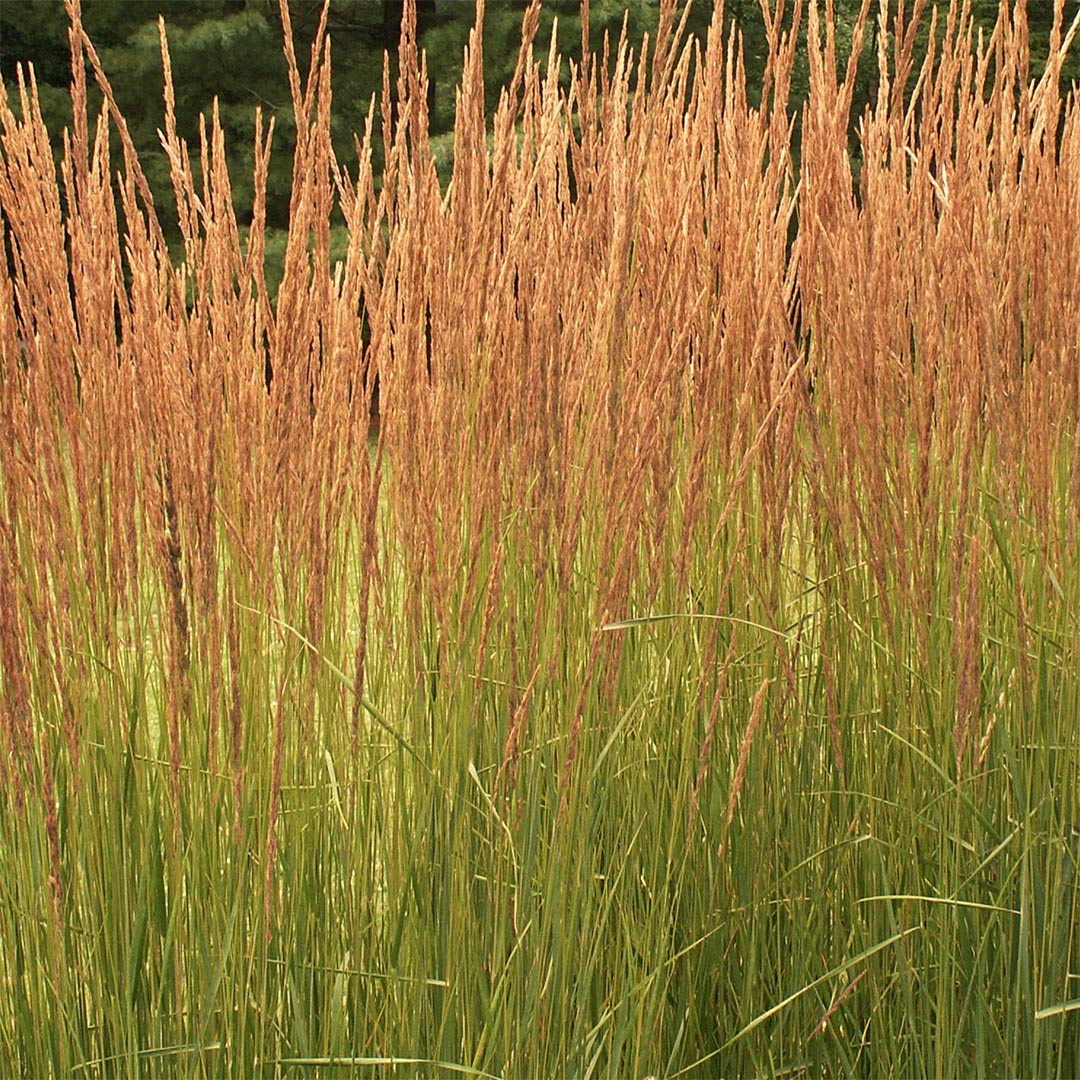Iarba ornamentală - Calamagrostis acutiflora 'Karl Foerster' - DocaPerene